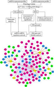 Prostate cancer starts in the prostate gland. Identifying The Key Genes And Micrornas In Prostate Cancer Bone Metastasis By Bioinformatics Analysis Febs Open Bio X Mol