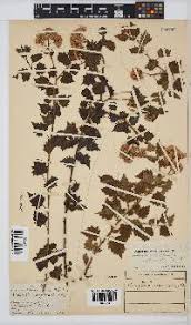 Image result for Microglossa densiflora