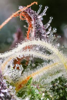 Macro view of resinous Stardawg trichome density, AI generated