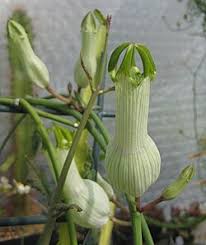 Image result for Ceropegia elongata
