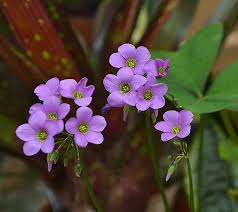 Image result for Oxalis latifolia