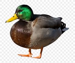 It is a wild duck that was obtained from birds brought to the united states from china in the. American Pekin German Pekin Duck Png 851x709px American Pekin Beak Bird Copying Domestic Duck Download Free