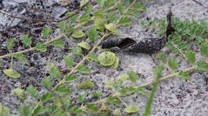 Image result for Dicerocaryum eriocarpum