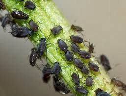 Image result for BLACKFLY ON TOMATO PLANTS