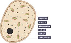 The cell wall was discovered by robert hooke in 1665, while its name came from the latin although all plant cells have a middle lamella and primary cell wall, they may not have a secondary cell wall. A Yeast Cell Showing Cytoplasm The Small Ribosomes The Larger Mitochondrion Nucleus Cell Wall And Cell Membrane Cell Wall Cell Membrane Cell Structure