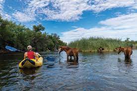 Arizona S Wild Horse Paradox High Country News Know The West
