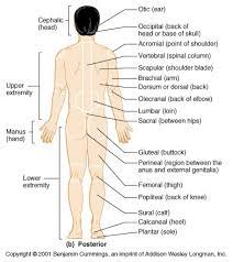 Language Of Anatomy Human Anatomy And Physiology Medical Terminology Study Human Body Anatomy