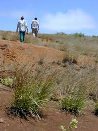 Image result for Heteropogon contortus