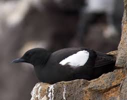Like penguins, they are very good swimmers and divers, but unlike penguins, they can fly. Alcidae Auks Murres Puffins Wildlife Journal Junior