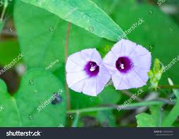 Image result for Ipomoea sinensis
