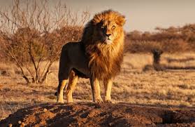Lion, large, powerfully built cat that is second in size only to the tiger. Artificial Insemination In Captive Lions Is Bad News For Conservation