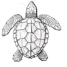 Show your kids a fun way to learn the abcs with alphabet printables they can color. Simple Sea Turtle Drawing Color Peepsburgh