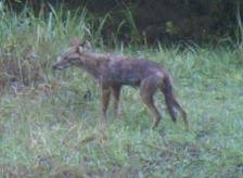 Rember these key things and you'll be just fine. How To Keep Coyotes Away From Your Property Nature And Environment Mother Earth News