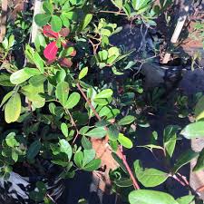 Image result for Rhoicissus digitata