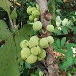 Image result for Macaranga schweinfurthii