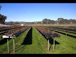 Site the bed in full sun on well drained soil close to a water source. Raised Strawberry U Pick Beds Table Height No Bending 2020 Youtube