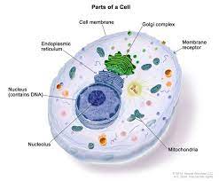 Definition Of Nucleolus Nci Dictionary Of Cancer Terms National Cancer Institute