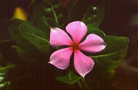 Image result for Baissea wulfhorstii