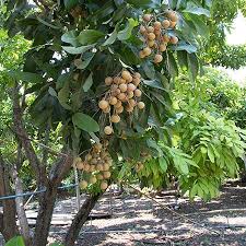 • brown leathery shell with sweet pulp that resembles that of a grape with one seed in the middle. Longan Trees For Sale Fastgrowingtrees Com