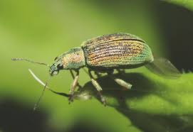 Image result for Volusia amboinensis