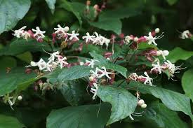 Image result for Clerodendrum melanocrater