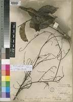 Image result for Sorindeia katangensis