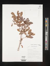 Image result for Searsia grossireticulata