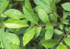 Image result for Bambekea racemosa