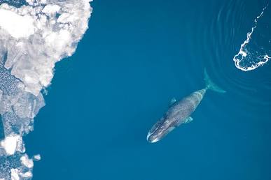 The bowhead whale spends its entire life navigating the extreme environments of the Arctic Ocean, do AI tạo