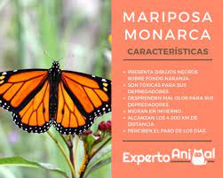Caracteristicas De La Mariposa Monarca Curiosidades