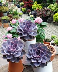 Pin On Echeveria