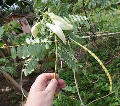 Image result for Sesbania macrantha