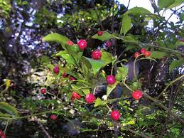 Image result for Chazaliella abrupta