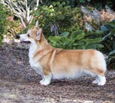 Although some breeder with big names might import it for you for a really hefty fee. 4 Best Corgi Breeders In Illinois 2021 We Love Doodles