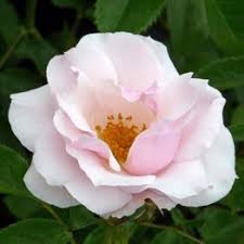 Easy to customize and 100% free. Giftaplant 60th Birthday Plant Flowers Gifts Giftaplant