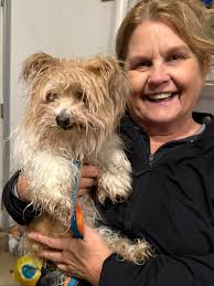 Fostering saves senior dogs' lives