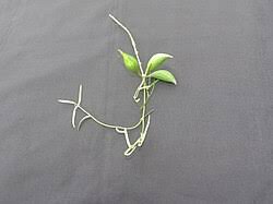 Image result for Secamone