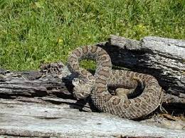Prairie Rattlesnakes Watch Your Step The Rattlers Are Bad This Year Snake Venom Rattlesnake Reptiles And Amphibians