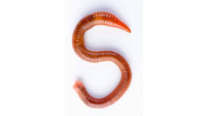 In order to keep your worms cool, put the tub in a plastic bag or other container before putting them inside the refrigerator. Bbc Earth Earthworms Have Epic Sex And Grow To Huge Sizes