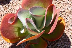 Kalanchoe Luciae Wavy Leaved In 2020 Kalanchoe Blossfeldiana Succulents Paddle Plant