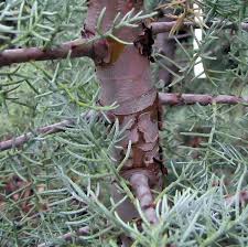Image result for Cupressus arizonica