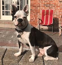Excellent temperament for what a french bulldog should show. Ohio Oklahoma Oregon Pennsylvania