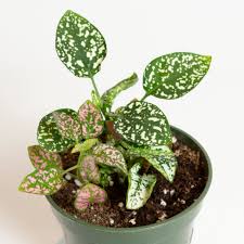 Image result for Hypoestes triflora
