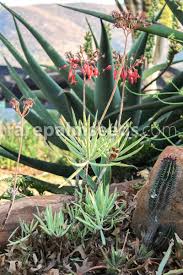 Image result for Cotyledon barbeyi