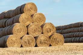 Traditionally, people have owned goats for a purpose like milk. How Much Does A Bale Of Hay Cost For Horses Saving Tips