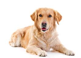 Golden retriever puppies for sale. Diet Of A Golden Retriever Zooplus Magazine