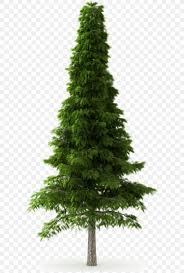 Both with walnut back and sides. Deodar Cedar Himalayas Norway Spruce Tree Pine Png 592x1215px Deodar Cedar Biome Cedar Christmas Decoration Christmas