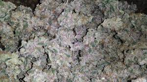 The gelato strain is ideal for producing feelings of creativity, euphoria, happiness, and relaxation. Blueberry Gelato Von Moscaseeds Cannabis Sorten Infos