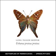 Black And White Spotted Moth Pa Butterflies Of Pennsylvania The Long Tailed Skipper Is Incredibly Territorial It Will Find A Perch In Its Territo Butterfly University Of Pittsburgh Species