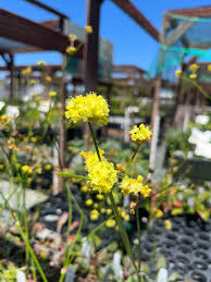 Image result for Eriosema nutans